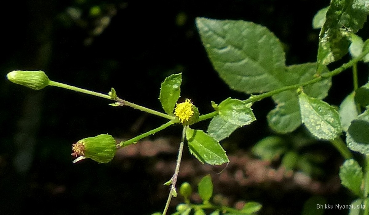 Pluchea paniculata (Willd.) Karthik. & Moorthy